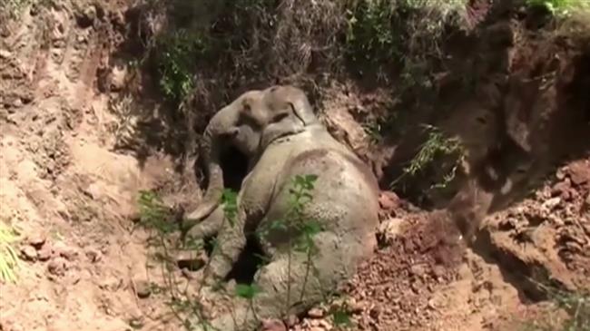 Sri Lanka officials rescue baby elephant