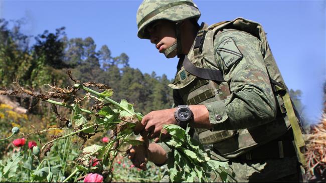 Afghan government achieves goals in counter-narcotics campaign
