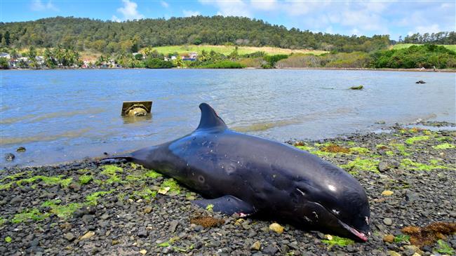 Seven more dolphins found dead on Mauritius beach near oil spill