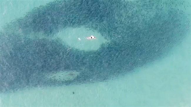 Drone footage captures swimmers, sharks interacting 