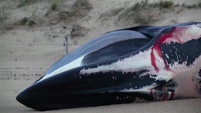 Emaciated fin whales wash up dead on French shores
