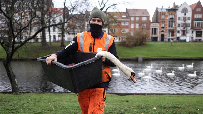 In Belgium swans are also under lockdown over bird flu outbreak