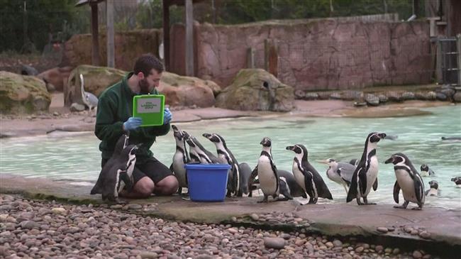London zoo's annual stocktake goes ahead behind closed doors 