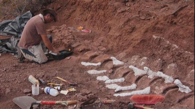 Dinosaur found in Argentina may be largest yet: Scientists