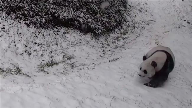 Panda bears play in snow as winter storm blankets US capital