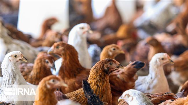 Iran culls 1.4 million poultry to stem H5N8 bird flu