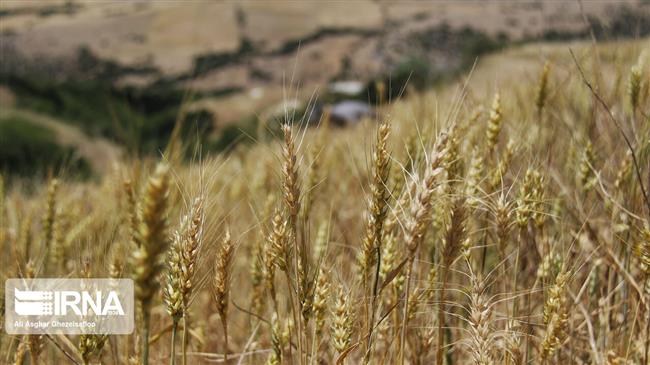 Iran sets price for wheat purchase at $0.28 per kilo