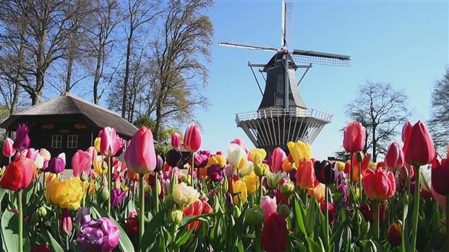 Dutch tulips bloom at Keukenhof with no tourists to admire them 