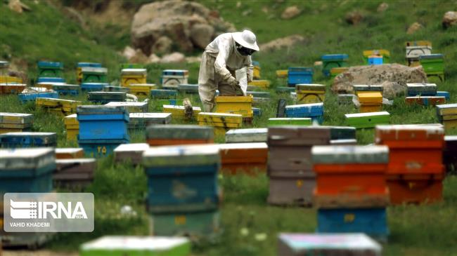 Iran considering $250 mln in loans for beekeepers