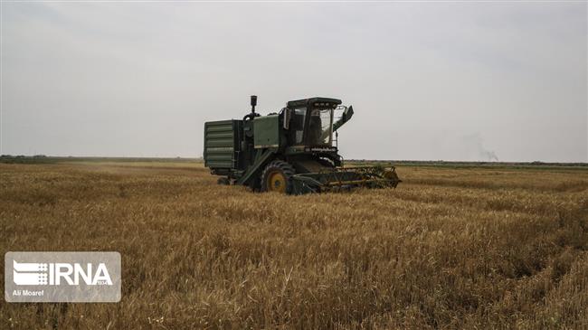 Iran’s guaranteed price for wheat purchase up by 50%